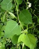 2-populus tremula_aspen_23-06-06_msolata