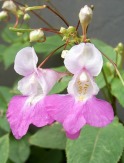26-e-Impatiens-glandulifera-2-Balsamine-geante msolata_2