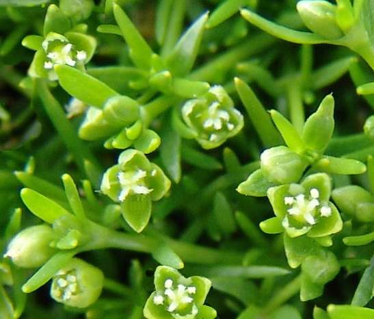 28 -scleranthus_fiore