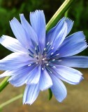 8-chicory 