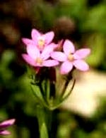 centaury